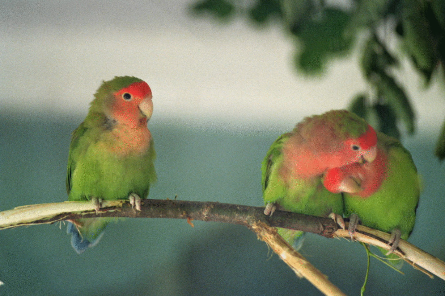 Veliki Toran in der Franska Draga
